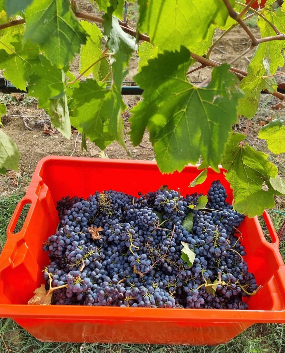 A red crate filled with freshly picked Sangiovese grapes under the vine leaves