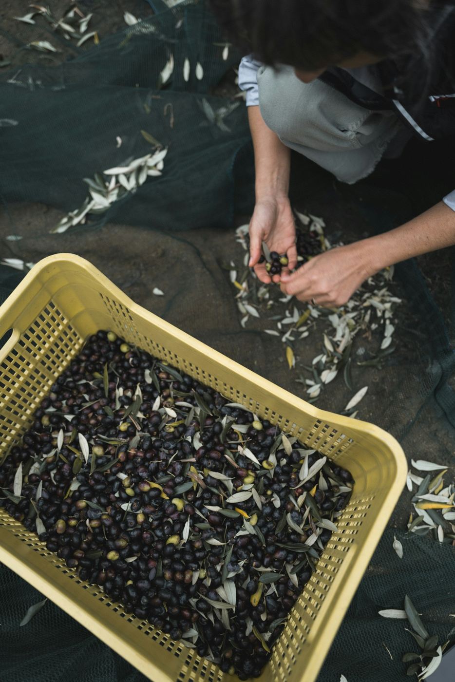 Hands sorting freshly harvested olives in a yellow crate
