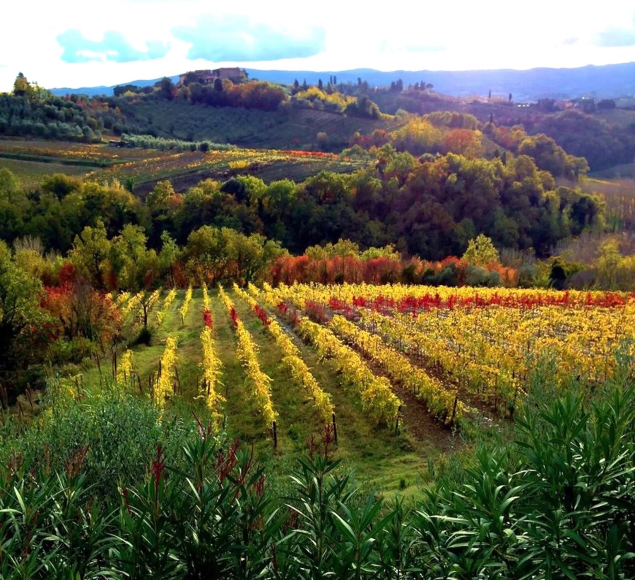 Rows of vines turning gold and red below the olive groves at La Poggiolaia in Chianti