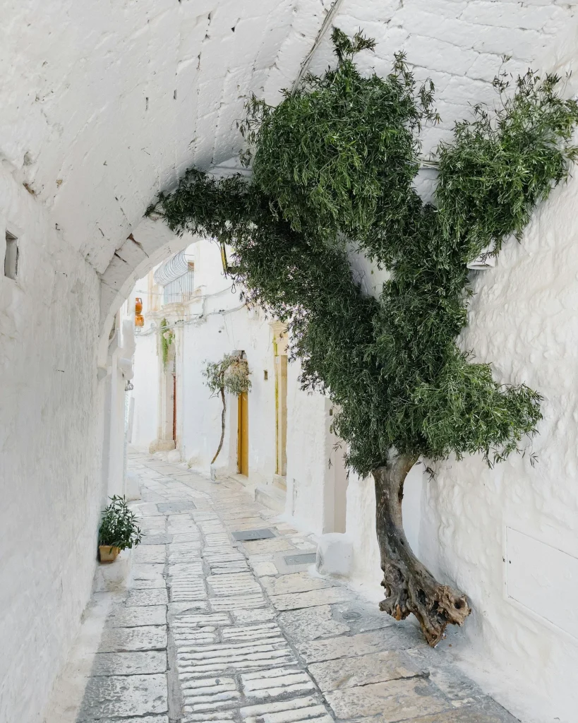 The White City of Ostuni rising above the plains