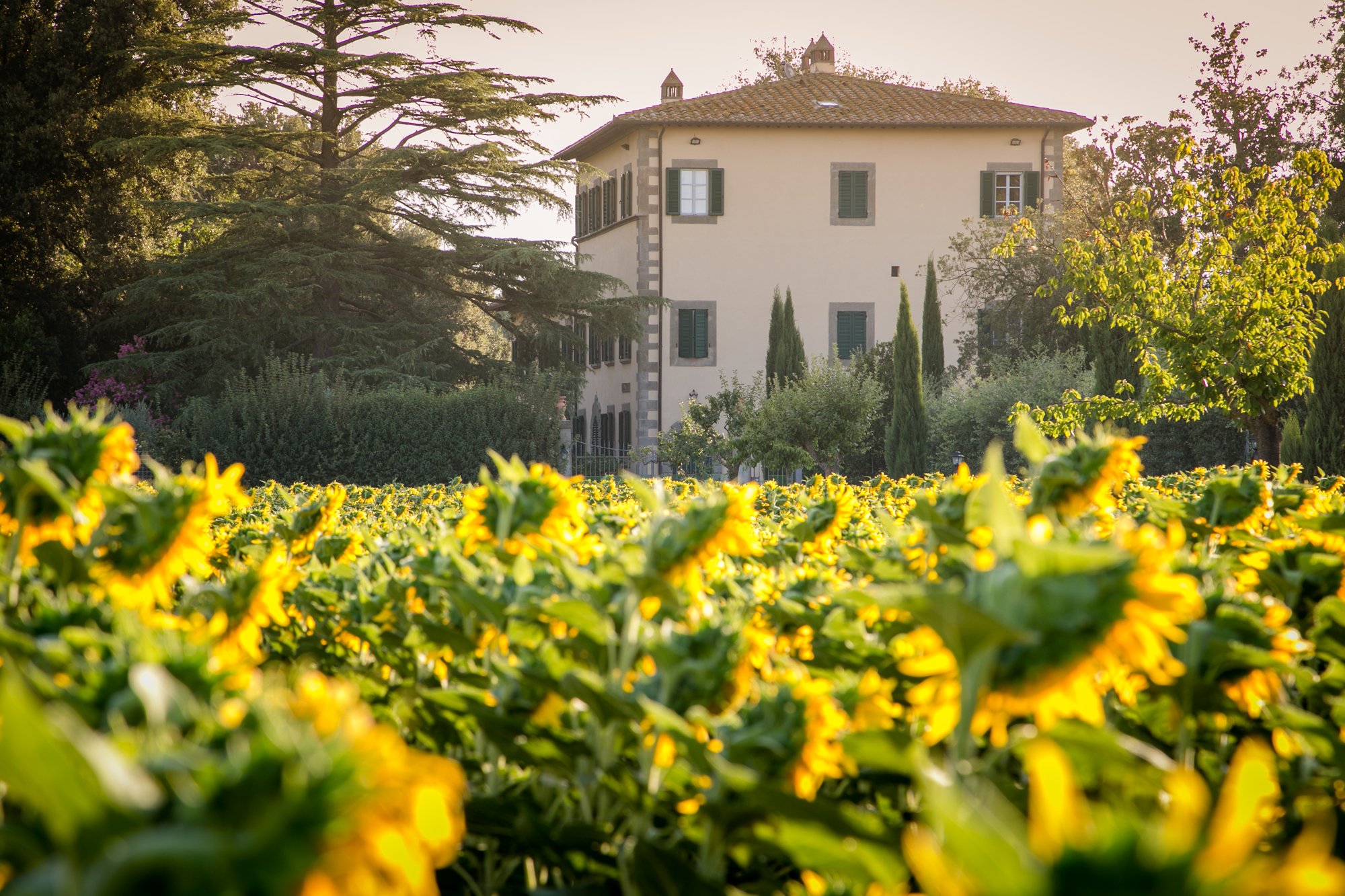 Villa Ivana photo 3