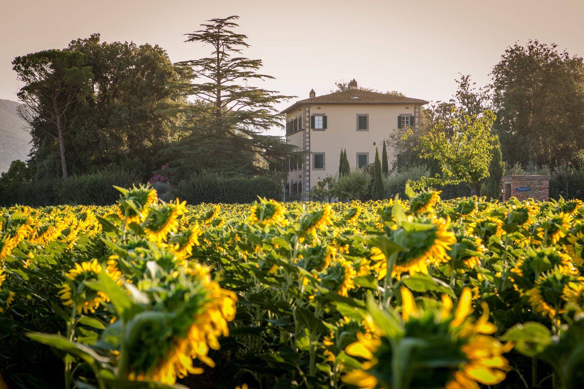 Villa Ivana photo 9