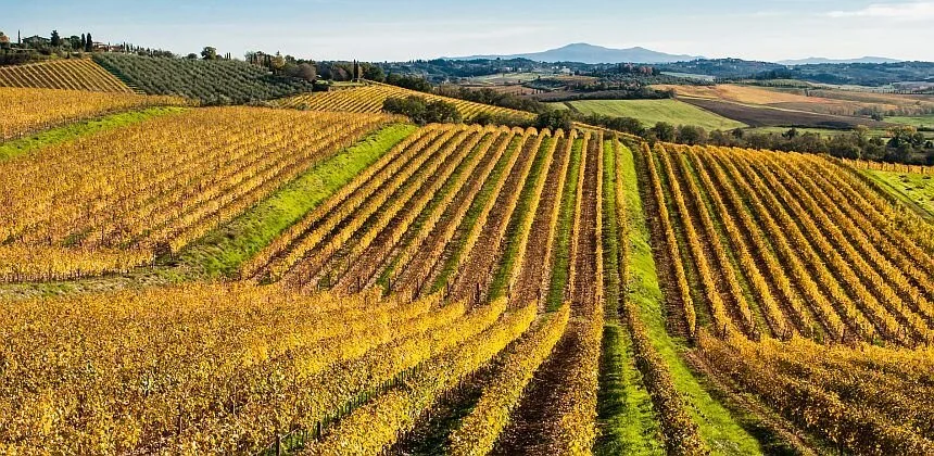 vineyard-chianti-alt-2.jpg