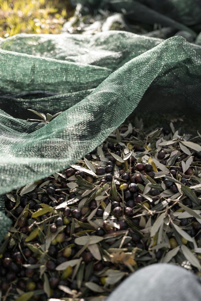 Fresh-picked Italian olives on a green harvest net under the olive tree branches