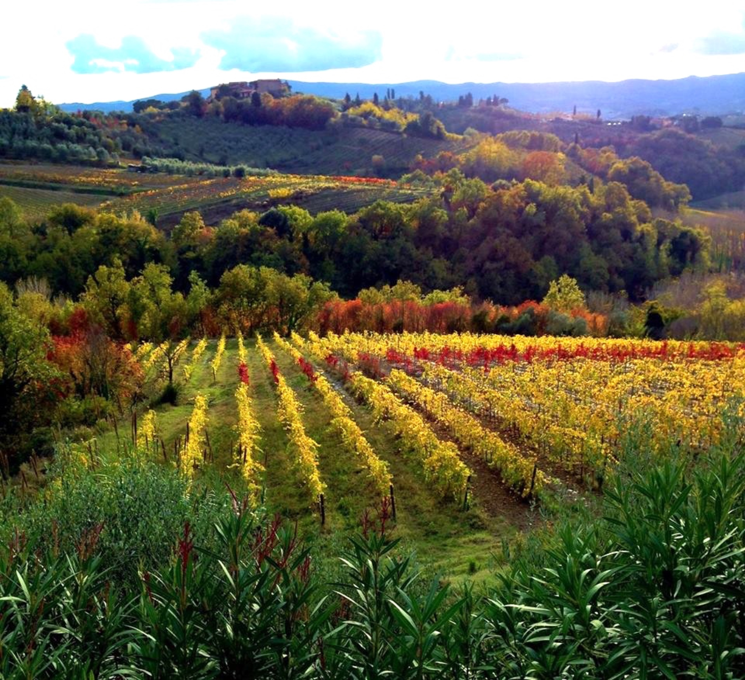 Vineyard Villas