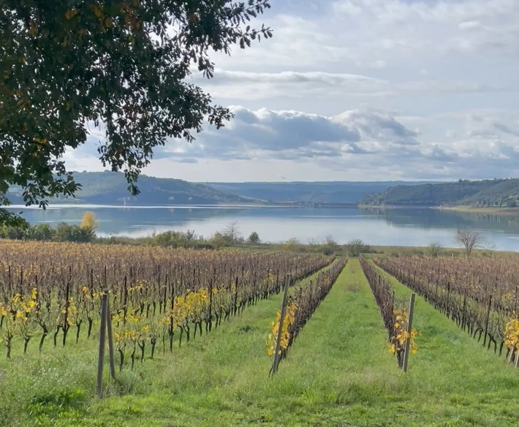 vineyards during fall with lake trasimeno