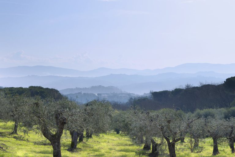 Casa Bachicche — Olive groves below the villa