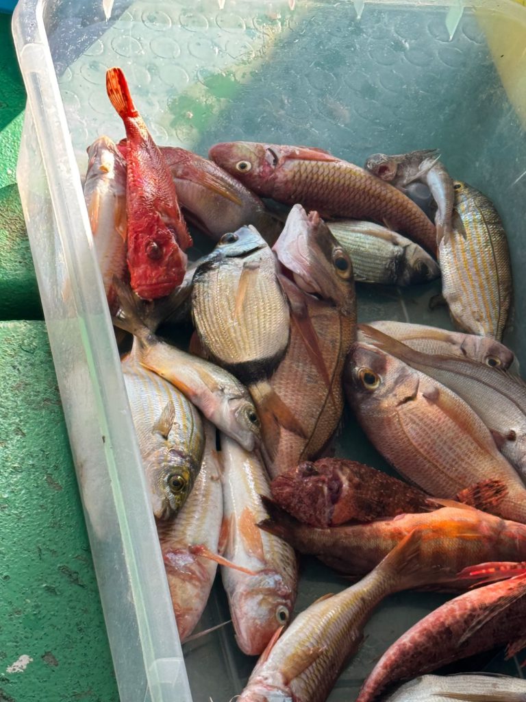 Fresh red mullet, sea bream and scorpion fish from the morning catch