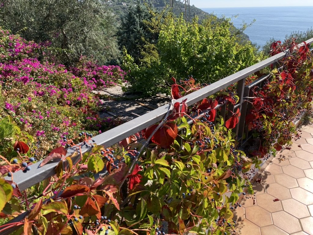 Red fall leaves on a villa terrace railing, with olive trees and the sea beyond